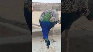 Peafowl Bird CallSounds peacock birds amazing shorts [upl. by Yanetruoc]