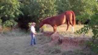 Parelli Liberty Horse Training with 4Star Parelli Instructor Christi Rains [upl. by Fryd]