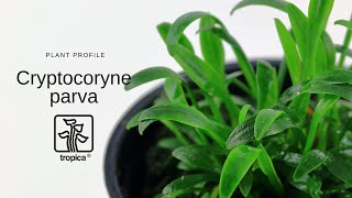 Cryptocoryne parva [upl. by Niccolo]