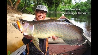 Monster Arowana Hunting Expedition Part 3 大物龙鱼狙击手（三） [upl. by Moersch]