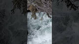 Rheinfall🇨🇭 wasserfall strömung nature [upl. by Graves]