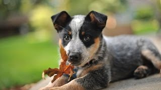 The Amazing Australian Cattledog [upl. by Ahsela]