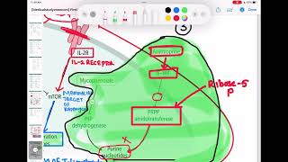 immunosuppressants immunology 63  First Aid USMLE Step 1 in UrduHindi [upl. by Lincoln]