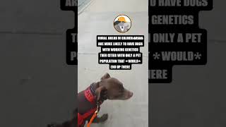 Selecting a service dog from the shelter servicedog realworld dog [upl. by Coppinger]