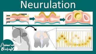 Neurulation  Neurogenesis  Neural tube folding  USMLE  Neurology [upl. by Ennairac]