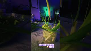 teeshaskitchen regrow onions growfood store bought onions 🧅 regrown 3 times 🙏🏽 369 [upl. by Gebelein]