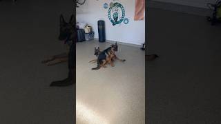 Tone and posture INSTEAD of treats training puppies germanshepherd belgianmalinois trending dog [upl. by Aitnauq]