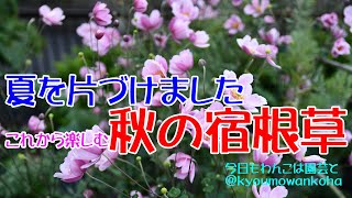 夏を片付ける庭掃除をしました・宿根草が見えるようになりました20241018今日もわんこは園芸と [upl. by Sherborne606]