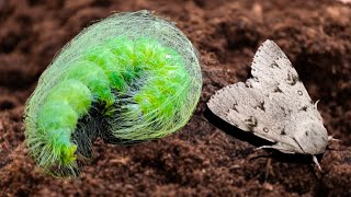 Unusually hairy caterpillars TRANSFORM into moths Acronicta leporina  Miller Moth in MothCycles [upl. by Stein112]