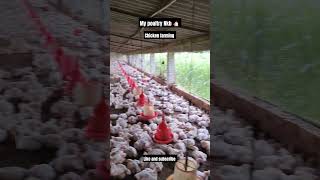 Poultry farming chicken poultry business farm ytshorts ytshort ytviral viralvideo [upl. by Neras]