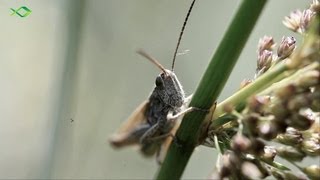 Oberflächenangeln auf Forelle  Tipp für den Forellensee [upl. by Yduj]