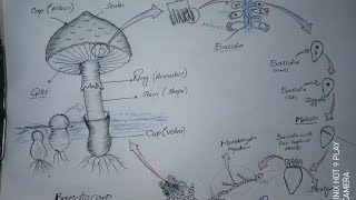 life cycle of basidiomycetes Mashroom [upl. by Tommie]