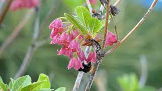 Bumblebees Visit Red Enkianthus Flowers [upl. by Bausch]