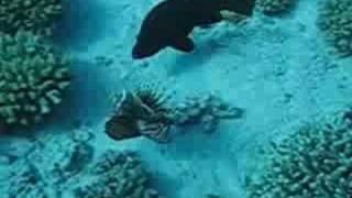 Lionfish defending itself from a hungry grouper [upl. by Shirlee]