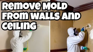 How to Remove Mold from Walls and Ceiling [upl. by Nyleda]