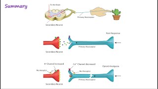 Opioid Mechanism of Action [upl. by Nored963]