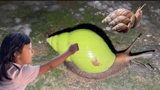 WADIDAU SNAIL‼️HUNTING SNAILAFRICAN SNAILBERBURU SIPUT LUCUSIPUT WARNAANIMALSSNAIL [upl. by Vacuva]