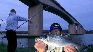 Estuary Bass Fishing On The River Orwell  Sea Fishing UK [upl. by Alta]