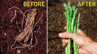 How to Grow Asparagus Complete Growing Guide [upl. by Luapsemaj]