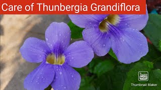 Thunbergia Grandiflora Care  How to Grow and Care Bengal Trumpet VineBengal Clock Vine Blue Sky [upl. by Ttayw]