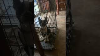 Baby Boston Terrier She’s 5 months old and Howls lol 😂 fancyrides5366 subscribe [upl. by Nymzaj]