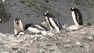 A vida na Antártica  Os pinguins  Sandra FreibergerAffonso  Antártica ou Antártida [upl. by Archie437]