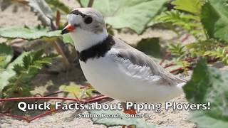 Fun Facts about Piping Plovers [upl. by Nevart39]