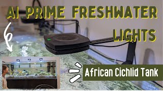 Review and Demo  AI Prime Freshwater Lights on African Cichlid Waterbox Tank [upl. by Sharma]