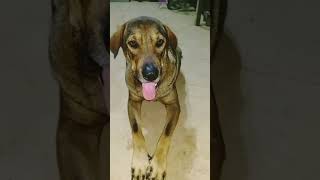 funnyvideo entertainment With dogs [upl. by Almallah798]