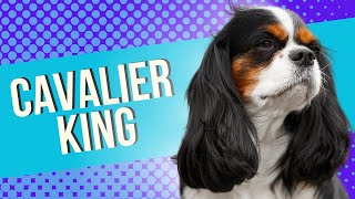 Todo sobre el Cavalier King Charles Spaniel cavalierkingcharles perritos perrosfelices mascotas [upl. by Airahcaz317]