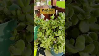 cotyledon tomentosa charming and unique succulent  yt short [upl. by Titania]