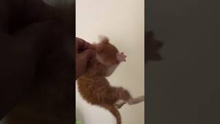 Funny Cats 2024 😹 Cat Funny Videos − Funny Cat funanimals Episode 3162 [upl. by Nielson847]