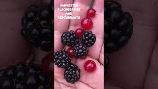 Harvested Blackberries amp Red currants  groseille rouge amp mûre nature garden short gardening [upl. by Calle]