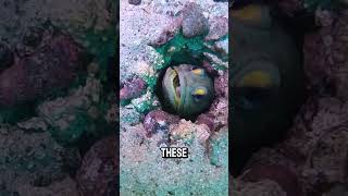 CREEPIEST Fish Ever Caught On Camera [upl. by Borer]