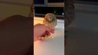 An owl comes to my house every day for food🦉🍗 shots facts youtubeshort [upl. by Ayouqes]