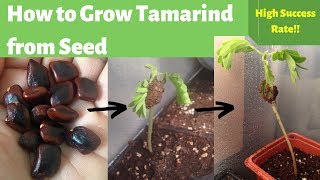 How to Grow Tamarind from Seed Germinating Tamarind Seeds [upl. by Aivad]