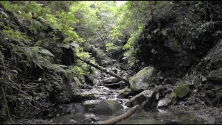 🚶‍♂️ Return to the Japan Frog Grotto  Bufo japonicus  Softypapa Adventures  Walking in Japan [upl. by Ettenaej]