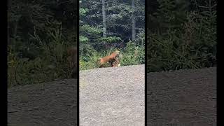 Fox fight🦊🦊 goviral wildlife junglesafari southafrica animals india [upl. by Elagiba167]