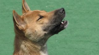 Dogs singing – Cute and funny dog compilation [upl. by Egres945]