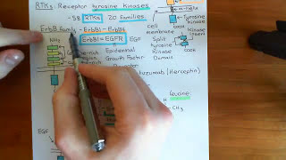 The PI3K  Akt  mTOR Pathway Part 2 [upl. by Amargo]