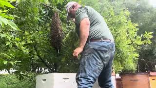 Catching a swarm in a wet spring [upl. by Orelee882]