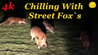 Step Into The Light  4k Fox Watch  foxs fox wildlife night [upl. by Fife]