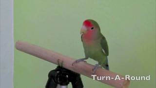 Taming an Aggressive Lovebird  Bryans Angels Video Series [upl. by Tibold]