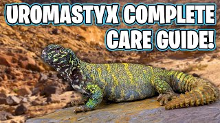 UROMASTYX CARE GUIDE How to care for Uromastyx Lizards [upl. by Bernard]