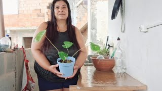 Como Plantar Antúrio Simples E Facil diy garden naturalgardening plants [upl. by Heber]