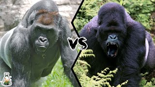 LOWLAND GORILLA VS MOUNTAIN GORILLA  Which is more powerful [upl. by Evannia152]