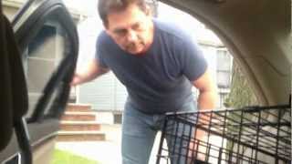 Surprised My Dad With a New Puppy [upl. by Lede]