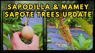 Backyard Mamey Sapote and Sapodilla Trees Update [upl. by Neerol]