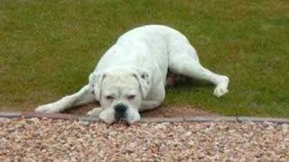 White Boxer Dog Buddy [upl. by Eckel]