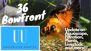 36 Gallon Community Tank Update 31618 [upl. by Redford]